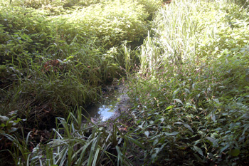 One of the Five Springs September 2009